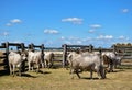 Wild cattles on the meadow in Hortobagy, Hungary