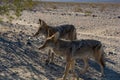 Wild cayote in the Death Valley. One in the desert.