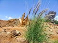 Wild Cenchrus setaceus against the backdrop of a desert landscape