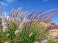 Wild Cenchrus setaceus plant in the Sinai desert near Sharm El Sheikh, Egypt