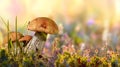 Wild cepe mushroom, flowers and grass closeup Royalty Free Stock Photo