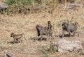 Wild Chacma Baboons
