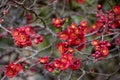 Chaenomeles red flowers in bloom, Japanese Quince blooming in the garden. Spring time. Red flowering background. Royalty Free Stock Photo