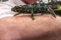 Wild chameleon at Parker Ranch headquarter domain, Waimea, Hawaii, USA