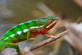 Wild chameleon walking Royalty Free Stock Photo