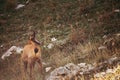 Wild chamois in Abruzzo, Apennines, Italy Royalty Free Stock Photo