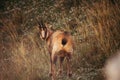 Wild chamois in Abruzzo, Apennines, Italy