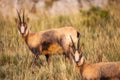 Wild chamois in Abruzzo, Apennines, Italy Royalty Free Stock Photo