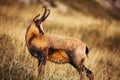 Wild chamois in Abruzzo, Apennines, Italy Royalty Free Stock Photo