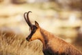 Wild chamois in Abruzzo, Apennines, Italy