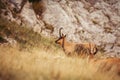 Wild chamois in Abruzzo, Apennines, Italy Royalty Free Stock Photo