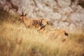 Wild chamois in Abruzzo, Apennines, Italy