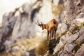 Wild chamois in Abruzzo, Apennines, Italy Royalty Free Stock Photo