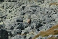 Wild chamois on a rock