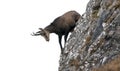 Wild chamois goat with tongue out