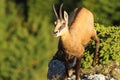 Wild chamois looking up to the camera