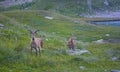 Wild chamois National Park in the mountains Royalty Free Stock Photo