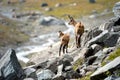 Alpine chamois mother and puppy. Gran Paradiso National Park, Italy Royalty Free Stock Photo