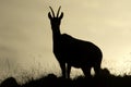 Wild chamois standing on sunrise in Jura mountains, France Royalty Free Stock Photo