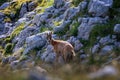 Wild chamois on top of the mountain