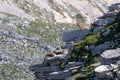 Wild chamois on top of the mountain. Rupicapra pyrenaica ornata