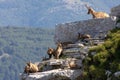 Wild chamois on top of the mountain. Rupicapra pyrenaica ornata