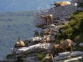 Wild chamois on top of the mountain. Rupicapra pyrenaica ornata