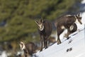 Wild chamois walking in the snow, Jura, France