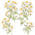 Wild Chamomile Bunches Set.