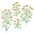 Wild chamomile bunches set.