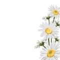 Wild chamomile camomile flowers elegant card. A spring decorative bouquet.