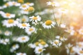 Wild chamomile, daisy flower in meadow lit by sunlight Royalty Free Stock Photo