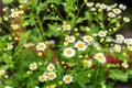 Wild Chamomile Field Flowers Background. Beautiful Scene With Blooming Medical Chamomilles In Nature. Herbal Plant For Alternative