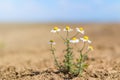 Wild chamomile in the field. Chamomile plant Matricaria Chamomilla. Royalty Free Stock Photo