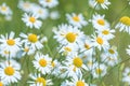 Wild chamomile in the field. Chamomile plant Matricaria Chamomilla. Royalty Free Stock Photo