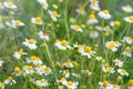 Wild Chamomile in the Field, Chamomile plant Matricaria Chamomilla Royalty Free Stock Photo