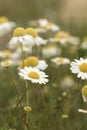 Wild chamomile fllowers close up Royalty Free Stock Photo