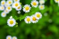 Wild chamomile flower. Blooming white meadow flower. Close-up of a small wild flower. Selective soft focus. Blurred background Royalty Free Stock Photo