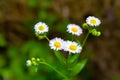 Wild chamomile flower. Flowering white meadow flower. Close-up of a small wild flower. Selective soft focus. Blurred background Royalty Free Stock Photo