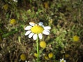 Wild Chamomile flower on meadow in spring