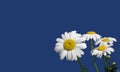 Wild chamomile flowers on blue background at right and free space for text