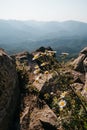 Wild chamomile flowers grow right out of a rock stone against a clear blue sky. Wild useful plant, camomile Bush in the wild. Royalty Free Stock Photo