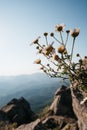 Wild chamomile flowers grow right out of a rock stone against a clear blue sky. Wild useful plant, camomile Bush in the wild. Royalty Free Stock Photo