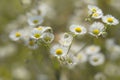 Wild chamomile flowers growing in the meadow. Light floral background Royalty Free Stock Photo