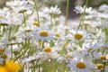 Wild chamomile flowers growing on meadow, white chamomiles on green grass background Royalty Free Stock Photo