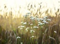 Wild chamomile flowers on the meadow Royalty Free Stock Photo