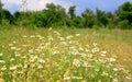 Wild chamomile flowers meadow Royalty Free Stock Photo