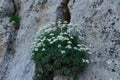 Wild chamomile that grows on the rocks Royalty Free Stock Photo