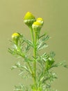 Wild chamomile (Matricaria discoidea) Royalty Free Stock Photo