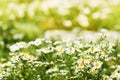 Wild chamomile